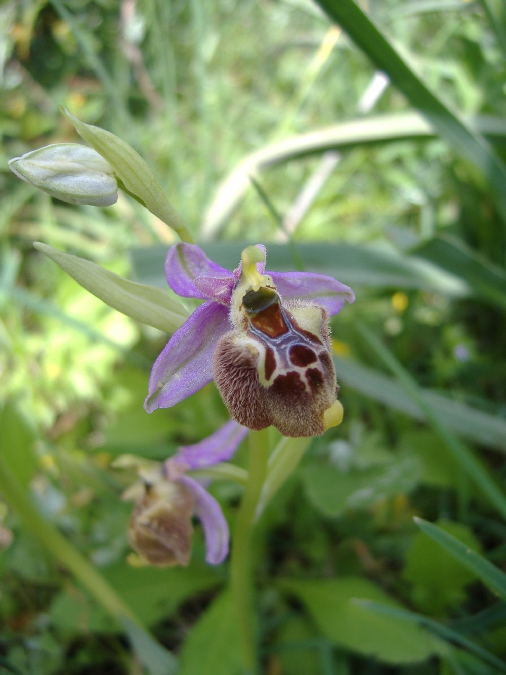 Ophrys apulica x O. parvimaculata ?